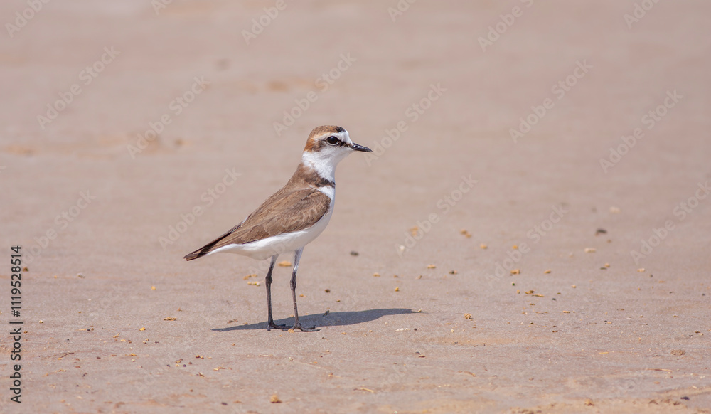 Charadrius dubius (little-ringed plover) posting in nature of Turkey