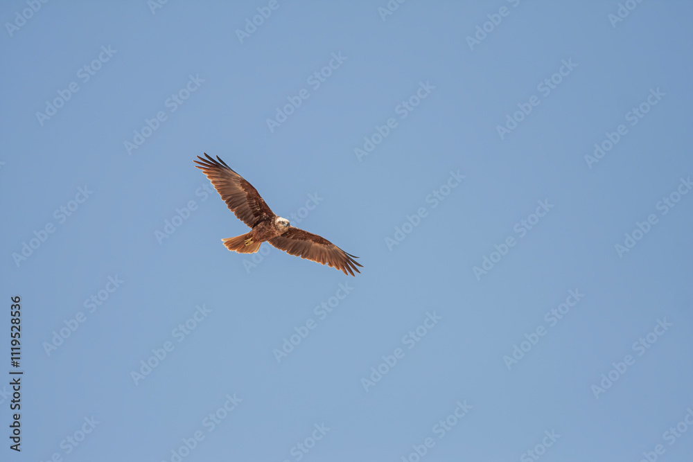 Flying bird. Colorful sky background. Western Marsh Harrier. Circus aeruginosus.