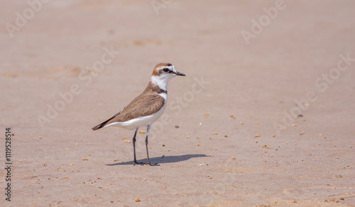Obraz na płótnie Charadrius dubius (little-ringed plover) posting in nature of Turkey w salonie