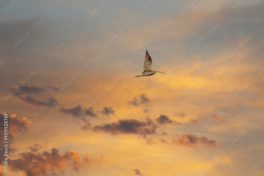 western curlew bird (numenius arquata) flying in sky with spread wings