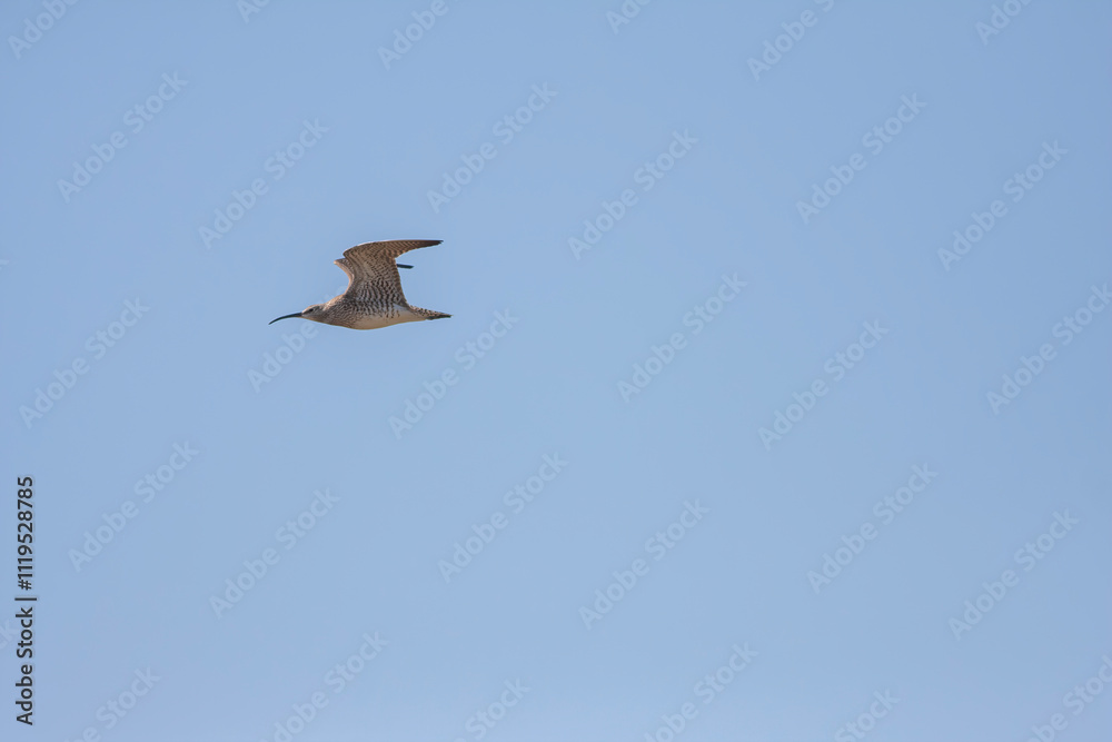 big water bird flight, Whimbrel, Numenius phaeopus