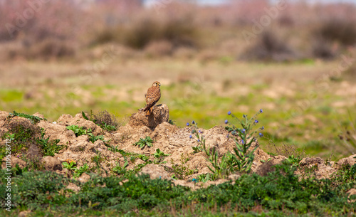 Obraz na płótnie bird looking around on ground, Common Kestrel, Falco tinnunculus w salonie