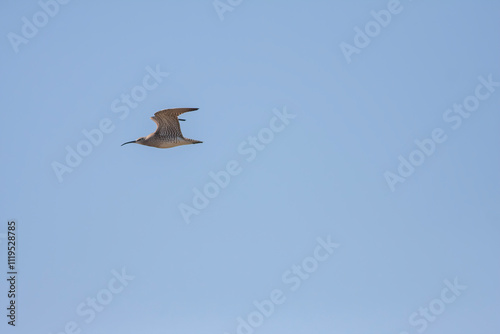 Obraz na płótnie big water bird flight, Whimbrel, Numenius phaeopus w salonie