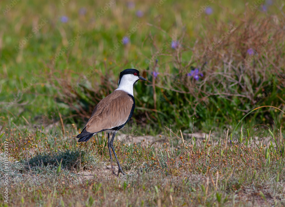 Large bird feeding in its natural environment, Vanellus spinosus, Spur-winged lapwing