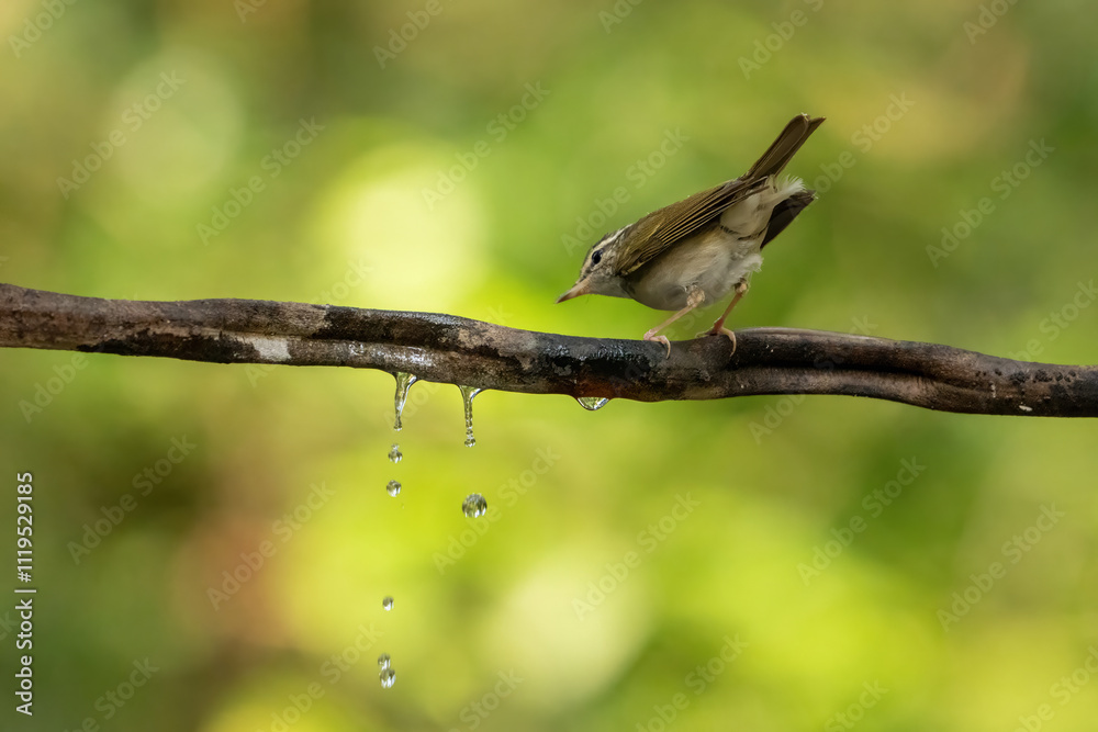 Dark Necked Tailorbird stand on the branch of tree, Dark Necked Tailorbird stand on the branch of tree,