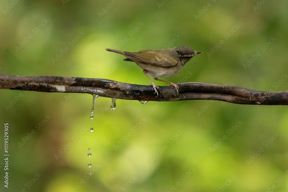 Dark Necked Tailorbird stand on the branch of tree, Dark Necked Tailorbird stand on the branch of tree,