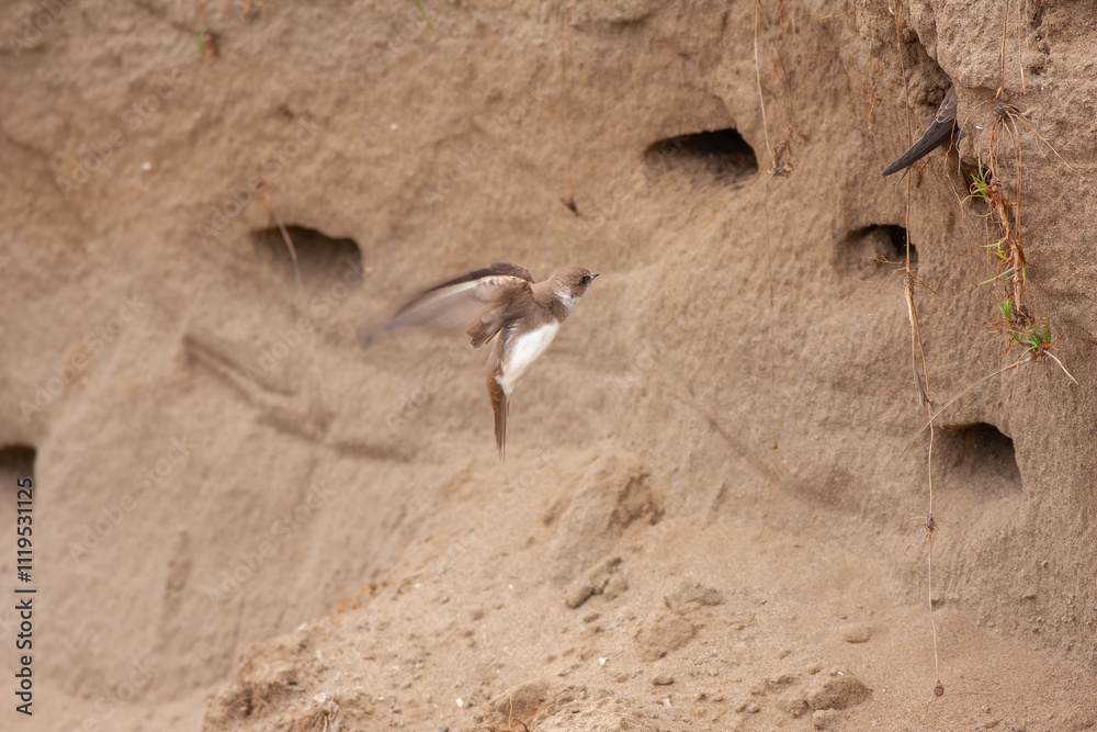 Close-up pair of terns busy building a nest, sand martin breeding, riparia riparia