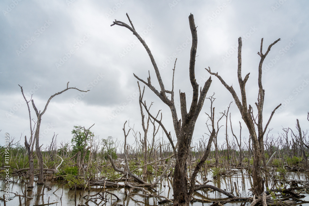 Obraz premium Dead Mangrove Trees in Everglades National Park, Florida, United States
