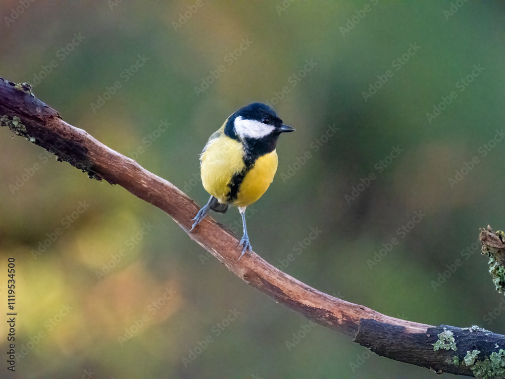 Fototapeta premium Kohlmeise (Parus major)