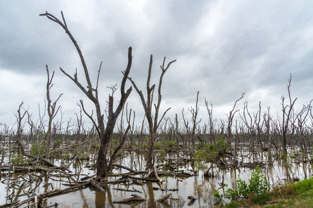 Dead Mangrove Trees in Everglades National Park, Florida, United States Dead Mangrove Trees in Everglades National Park, Florida, United States