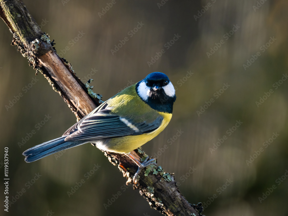 Kohlmeise (Parus major)