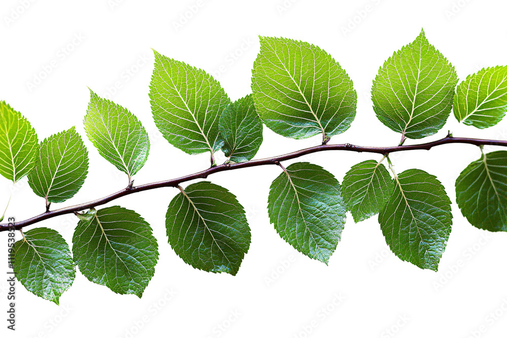 green leaves branch isolated on white background green leaves branch isolated on white background