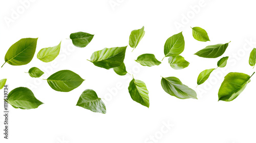 Flying fresh leaves on white background space for text