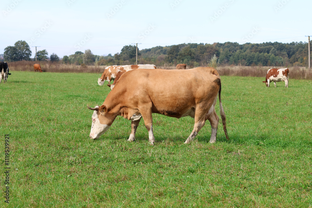 Cows graze in the pasture. Agriculture. Cattle breeding. Cows graze in the pasture. Agriculture. Cattle breeding.