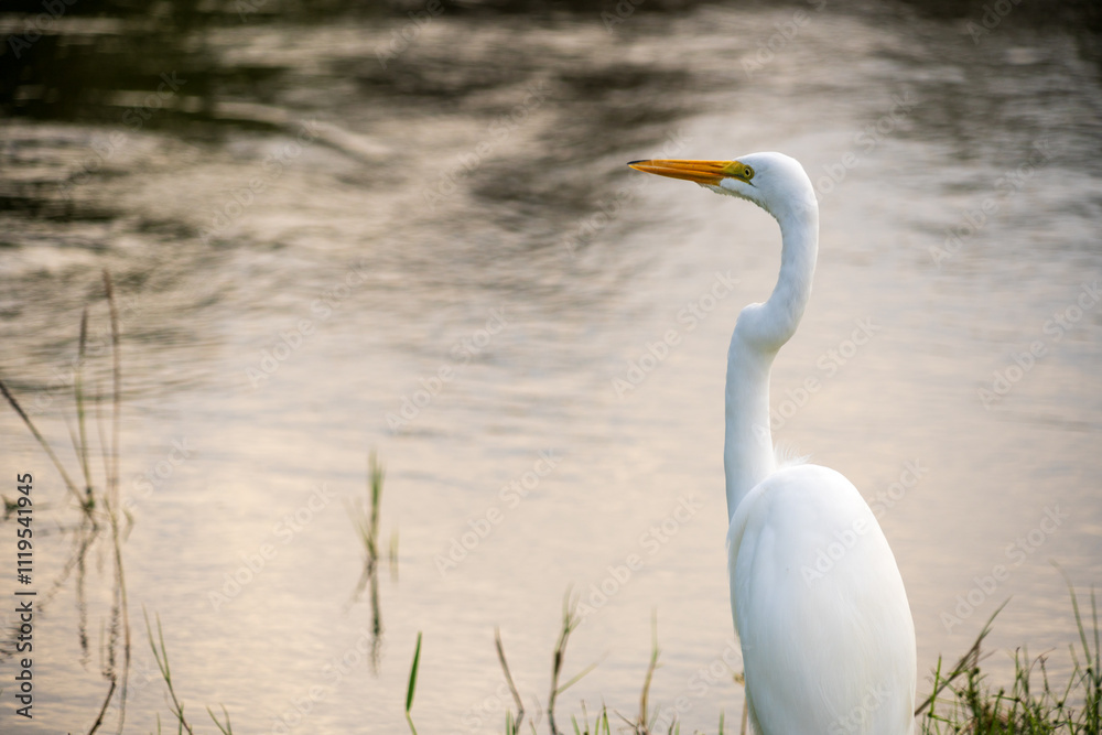 White crane bird in Everglades National Park, Florida, United States White crane bird in Everglades National Park, Florida, United States