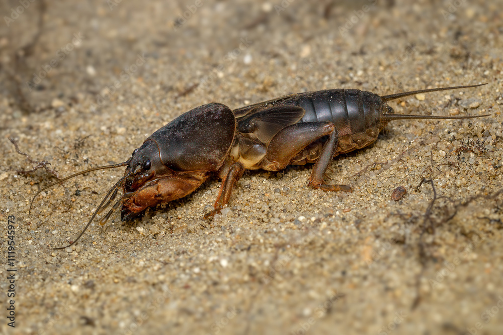 European Mole Cricket - Gryllotalpa gryllotalpa, large unique underground insect from Euroasian meadows and grasslands, Czech Republic. European Mole Cricket - Gryllotalpa gryllotalpa, large unique underground insect from Euroasian meadows and grasslands, Czech Republic.