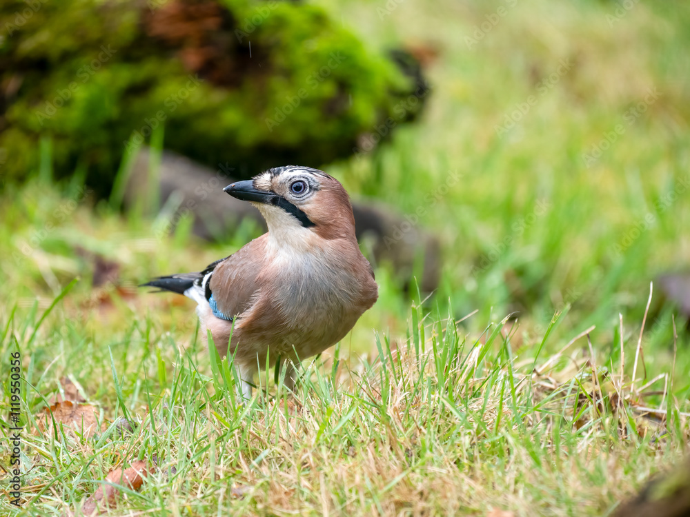 Fototapeta premium Eichelhäher (Garrulus glandarius)