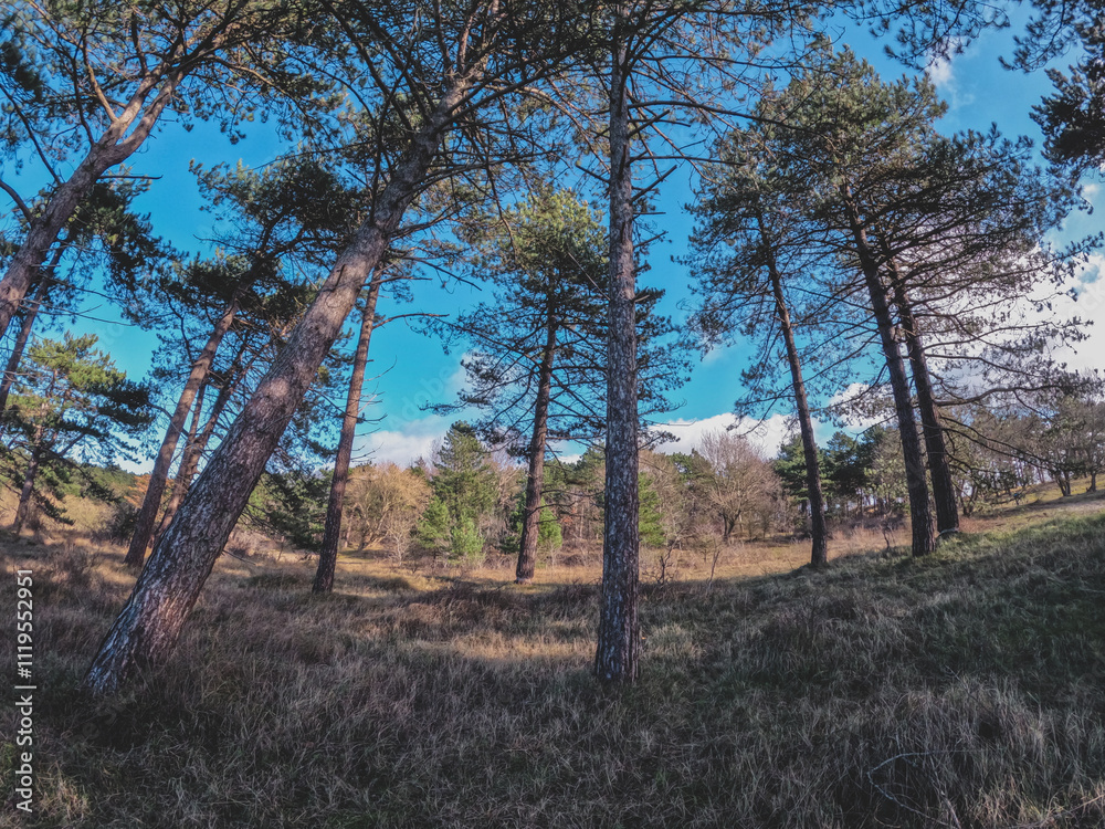 Coastal dunes, rich in birds, with marked hiking and cycling trails, plus a nature center in Netherlands. Typical Dutch landscape near the sea with beautiful paths for walking Coastal dunes, rich in birds, with marked hiking and cycling trails, plus a nature center in Netherlands. Typical Dutch landscape near the sea with beautiful paths for walking