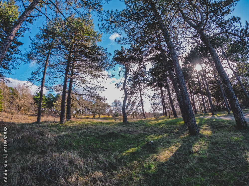 Coastal dunes, rich in birds, with marked hiking and cycling trails, plus a nature center in Netherlands. Typical Dutch landscape near the sea with beautiful paths for walking Coastal dunes, rich in birds, with marked hiking and cycling trails, plus a nature center in Netherlands. Typical Dutch landscape near the sea with beautiful paths for walking