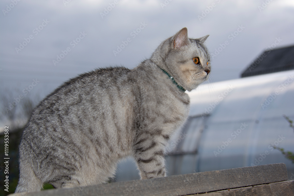 Naklejka premium Beautiful gray British cat against a gray sky