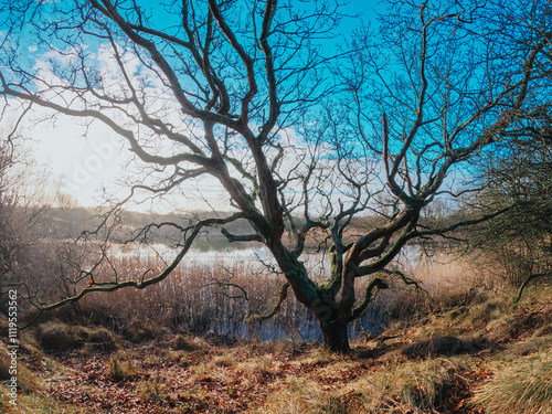 Wallpaper Mural Coastal dunes, rich in birds, with marked hiking and cycling trails, plus a nature center in Netherlands. Typical Dutch landscape near the sea with beautiful paths for walking Torontodigital.ca