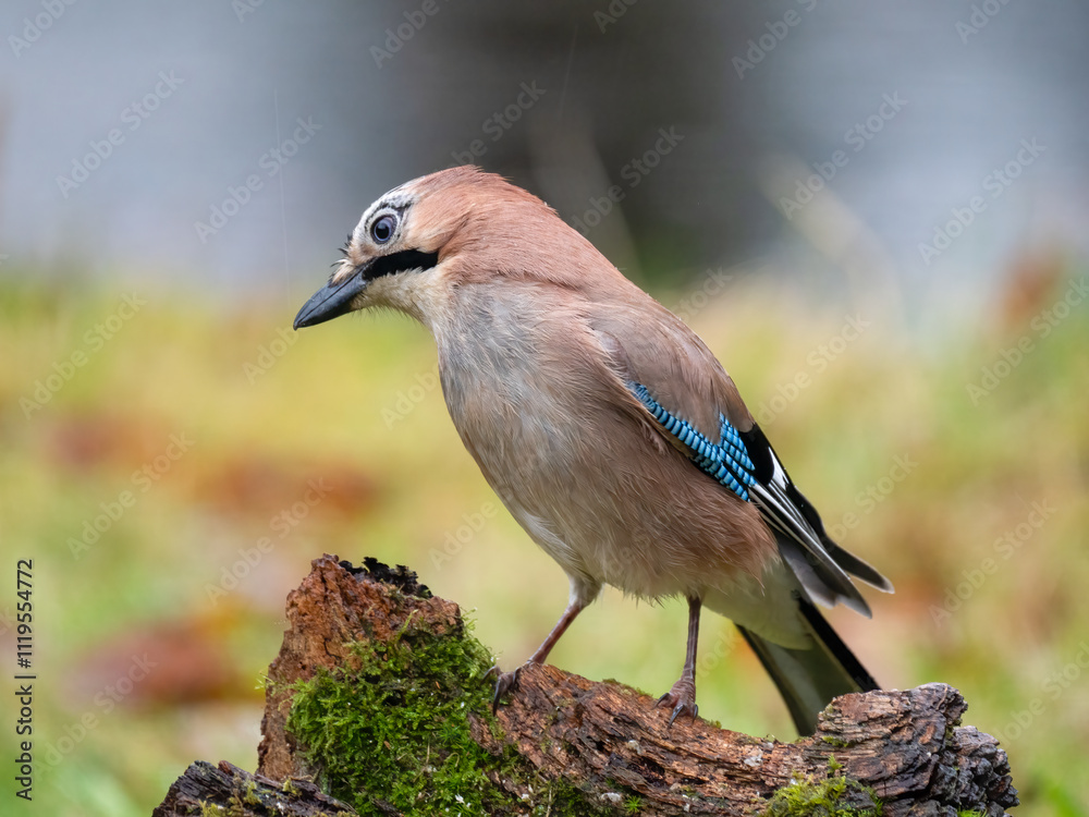 Eichelhäher (Garrulus glandarius) Eichelhäher (Garrulus glandarius)