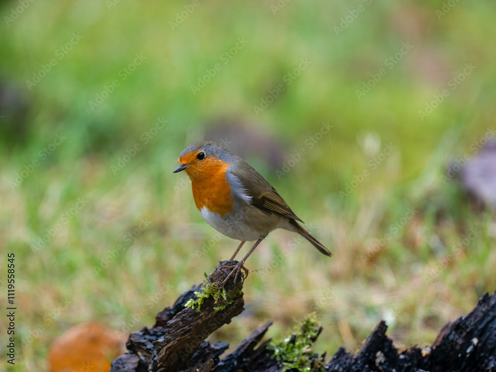 Rotkehlchen (Erithacus rubecula) Rotkehlchen (Erithacus rubecula)