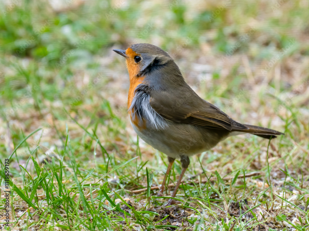 Obraz premium Rotkehlchen&nbsp;(Erithacus rubecula)