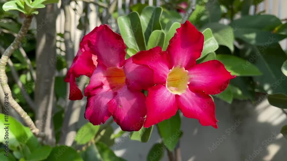 Pink Japanese frangipani flowers blooming in the wind in the yard. Pink flowers blooming frangipani type. Beautiful frangipani flowers with charming pink color