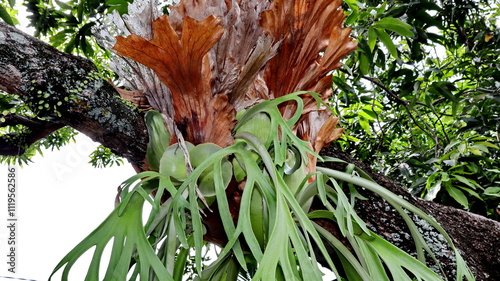 Large Platycerium bifurcatum plant attached to a lush tree photo