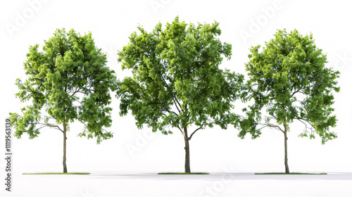 Acer platanoides and Carpinus betulus 'Frans Fontaine' trees isolated on a white background, used for architecture.
