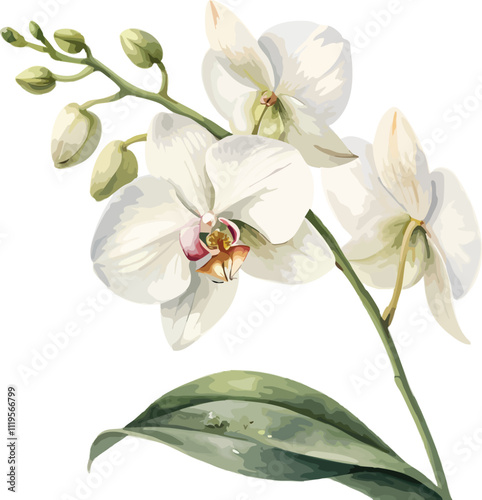 orchid on white background
