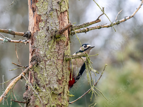 Buntspecht (Dendrocopos major) photo