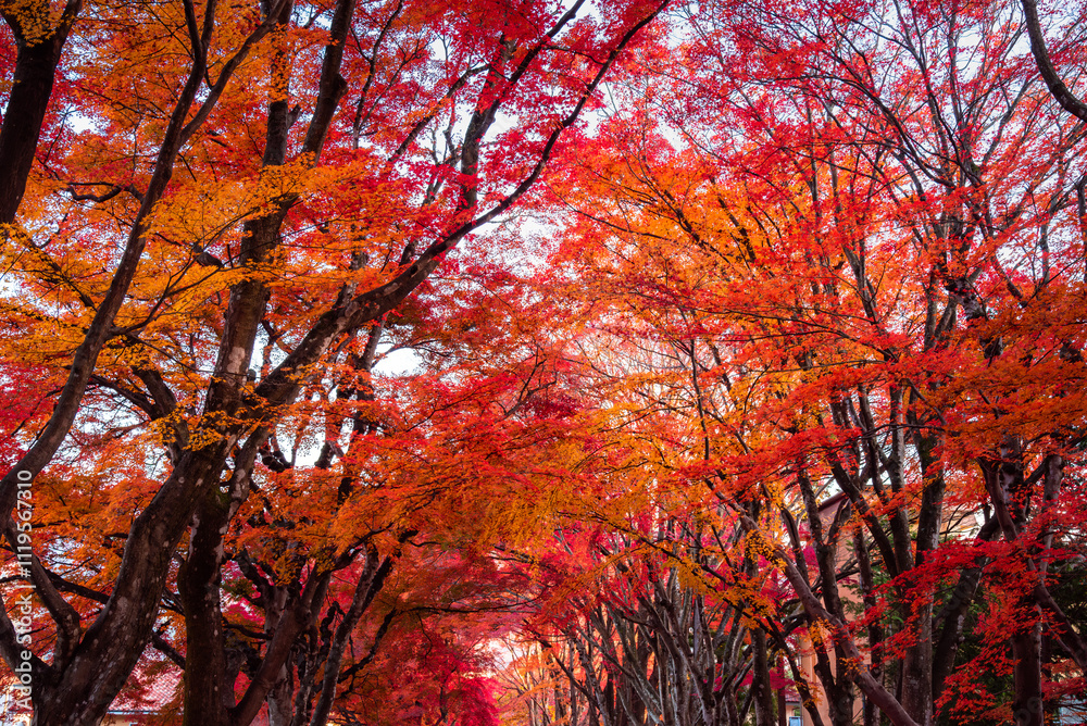 Fototapeta premium Mount Fuji, the iconic symbol of Japan, during the season of autumn foliage, a period of exceptional beauty.kawaguchiko,japan.