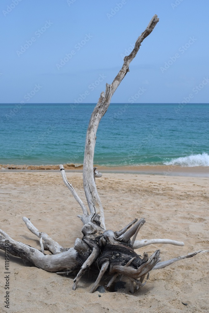 Lone, dead tree branch on the beach at Cape Verde Lone, dead tree branch on the beach at Cape Verde