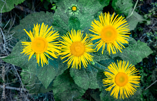 Yellow flowers blooming in the mountains in summer. photo