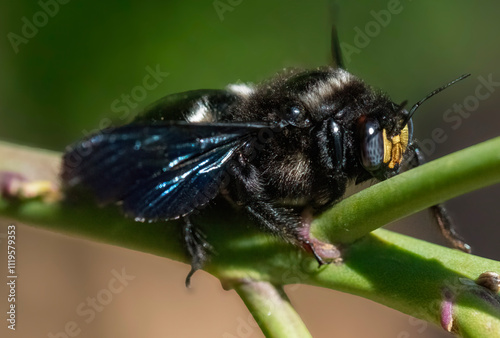 Violet carpenter bee (Xylocopa violacea) at rest in on a butterfly bush () Uniondale, Western Cape. photo