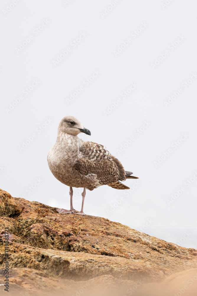 Seagull Standing on a Rock with Ocean Waves in the Background Seagull Standing on a Rock with Ocean Waves in the Background