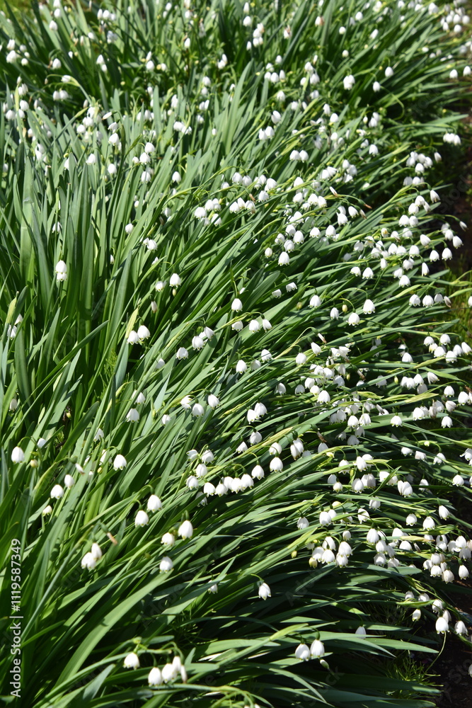 Fototapeta premium White Flower Texture-3