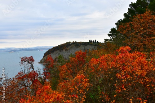 Orange and red smoke tree (Cotinus coggygria) bushes and cliff above the Adriatic sea in Strunjan, Istia, Littoral, Slovenia photo