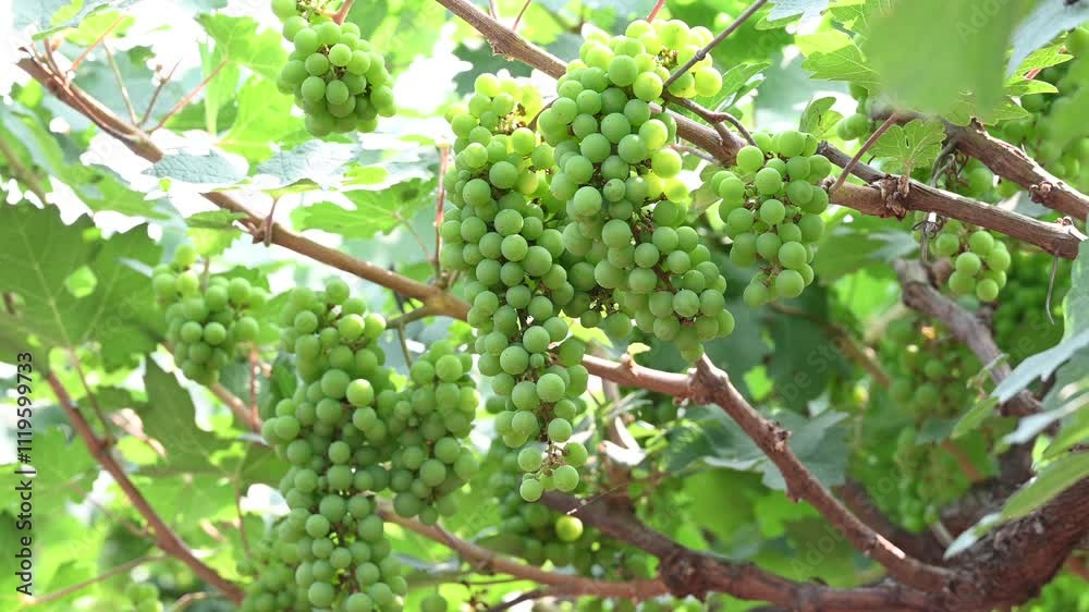 Close up of grapes hanging on branch. Hanging grapes Grapes farm. green grapes growing on vines. Close up of grapes hanging on branch. Hanging grapes Grapes farm. green grapes growing on vines.