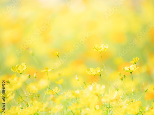 秋の公園や花壇を彩るコスモス（キバナコスモス）のある風景。背景。自然風景素材。