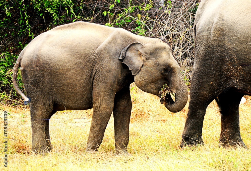 Fototapeta premium Sri Lankan Elephants in the Wild, Sri Lanka 