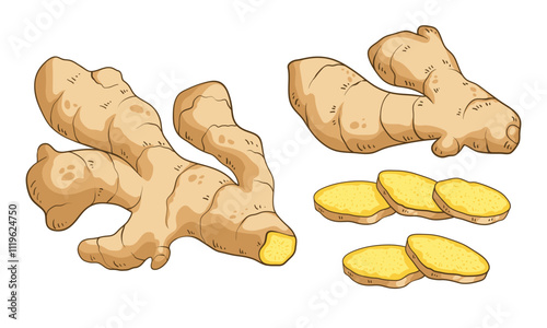 Fresh ginger root and sliced pieces, colorful hand drawn vector illustration