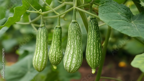 Ash gourd plants growing outside