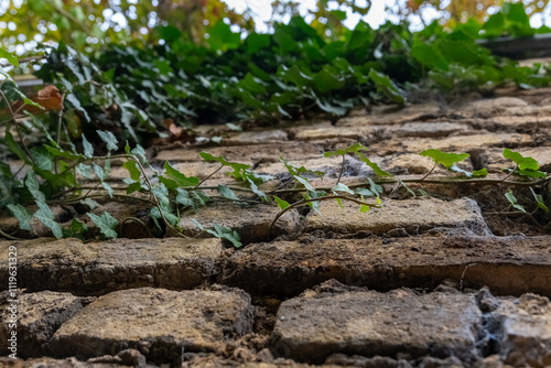 Climbing Ivy on a Weathered Stone Wall in Autumn Light Enhances the Rustic Charm of a Quiet Outdoor Setting