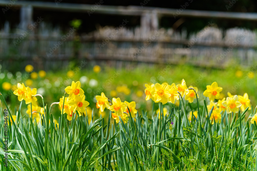 Fototapeta premium スイセンの花