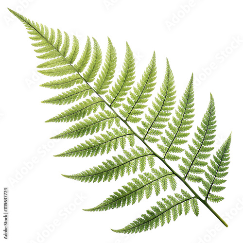 Realistic Fern Frond Isolated on White Background