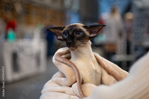 Foto Oriental shorthair cat