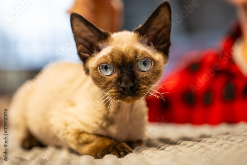 Schilderij op canvas Devon rex, cat portrait